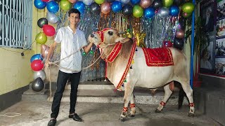 50k Celebration with my captain | Celebration video | Cow videos | Qurbani cow 2024 | Shahil vlog