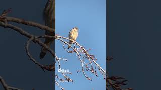 Creature Moment - Looks Cute but Beware of This Feisty American Kestrel!