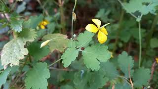 Greater Celandine - A visual tour of this ancient plant, with its distinctive yellow flowers