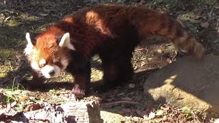 今年で20歳！老いてなお健在！！レッサーパンダ「風太」 （千葉市動物公園） Red Panda [Fuuta]