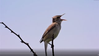 オオヨシキリ・縄張り鳴き (4K) / Oriental reed warbler, territorial squeal (4K)