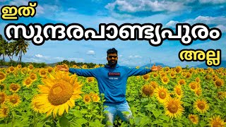 എവിടെ നോക്കിയാലും 🌻Sunflower🌻 ആണ് | Largest Sunflower Fields near Tenkasi | Sundarapandyapuram