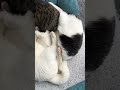 もちの お顔は どこ？ 猫のいる暮らし かわいい猫 猫動画 ねこ部 仲良し猫 兄弟猫 まるもちむに