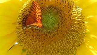 蝶戀花之向日葵蝴蝶 Gulf Fritillary Butterfly with Sunflower