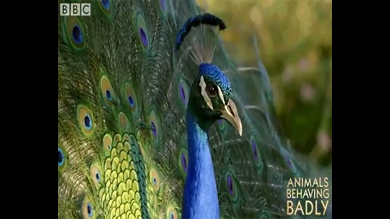 Peacock Dance Display Peacocks Opening Feathers Hd Youtube
