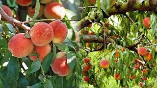 Tasty Golden Peaches • Juicy Fruits