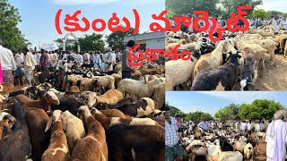 మేకలు గోరెలు సoత #కుంట  #kunta #biggest Goat \u0026 sheep market #highlights #mp