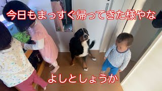 【お出迎え】毎日しっかり父をお出迎えする　バーニーズマウンテンドッグ　 bernese mountain dog