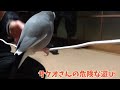 文鳥サクオさんの一羽でも楽しめる遊び 第2弾！！