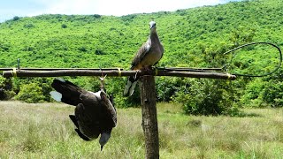 Easy Quick Dove Traps Technique - The Best Bird Traps Near The Mountain