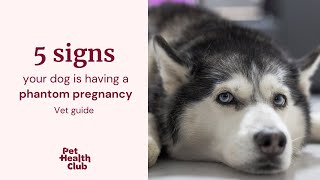 Phantom pregnancy in dogs | 5 signs of a false pregnancy in dogs🤰🐶