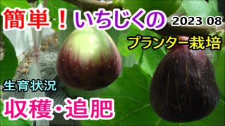 簡単！いちじくのプランター栽培 8月 追肥・ 収穫  生育状況   2023 08