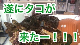 【タコ飼育】タ、タコがもう来た！？【アクアリウム】