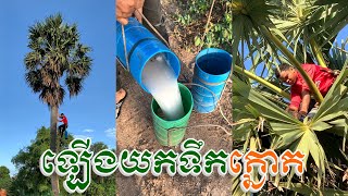 ជីវិតអ្នកឡើងត្នោត🥰🇰🇭 | Khmer Palm