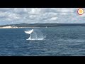 澳洲觀鯨團（australia whale watching