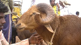 Kenguri ram sheep costs 19 thousands