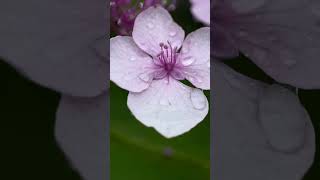 雨の日の紫陽花と水滴 #紫陽花