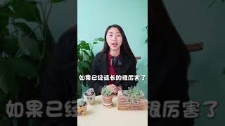 姬星美人徒成豆芽菜，一刀讓它爆盆