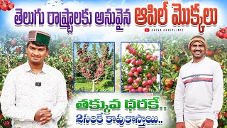 తెలుగు రాష్ట్రాల్లో సాగు చేసే ఆపిల్ మొక్కలు | Apple Plants Farming In Telugu | Shiva Agri Clinic