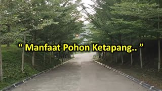 Manfaat Pohon Ketapang Kencana (Terminalia Mantaly)