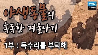 야생동물의 혹독한 겨울나기 1부 / YTN 사이언스