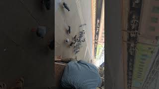 # Pigeons bird # Santragachi Junction # flying bird # blog's