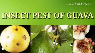 Insect pest of Guava