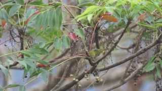 リュウキュウメジロ　奄美の野鳥　Japanese White-eye　綠繡眼