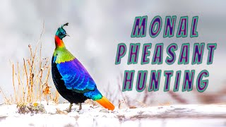 Upland Hunting - Monal Pheasant | The Magnificent Bird Hunting (2021)