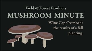 Wine Cap Mushroom Overload: The Results of a Fall 2020 Planting