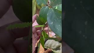 ഐസ്ക്രീം  മരത്തിൽ  പിടിക്കുന്നത്  / Icecream bean / Fruitplnt malayalam