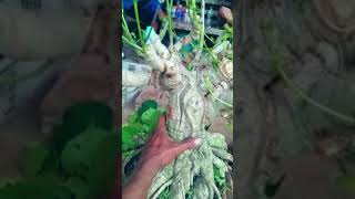 Penampakan bonsai waru India harga 2 juta