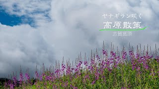 ヤナギラン咲く高原散策・４K