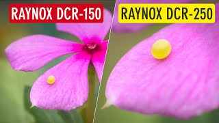 Raynox DCR-150 vs Raynox DCR-250 (Raynox 150 vs Raynox 250 for Macro Photography) | Sonika Agarwal