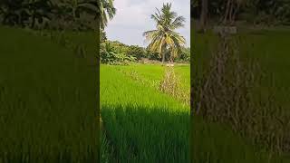 பூங்குணம் விவசாயிகள்