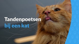 Maand van het gebit - Tandenpoetsen bij een kat