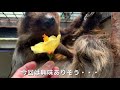 ナマケモノに黄色のハイビスカスの花を与えてみた！！does a sloth eat yellow hibiscus