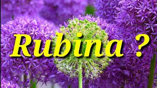 Rubina Name Status | Rubina Name Meaning | Rubina Name WhatsApp Status | Magic of Name