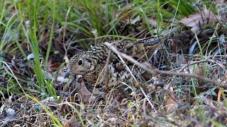 【野鳥】トラツグミ　静岡県立森林公園　White's Thrush【birdwatching】