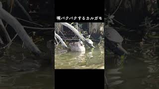 嘴パクパクするカルガモ#shorts