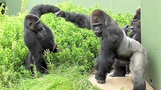 Shabani, leading his family as a leader while still worrying about Nene. Gorilla, Silverback.