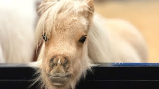 Previously Disregarded Mini Horse Finds Happiness | The Koala