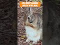 watch cute wild bunny lola cleaning herself. cuteness alert🐰🐰