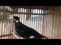 common hill myna sounds for calling bird friends