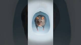 Ratas en el baño? 🐀🚽 #xpresstv