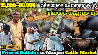 ✨ഇന്നത്തെ മഞ്ചേരി ചന്തയിലെ💸55,000 മുതൽ 80,000💸വില ചോദിക്കുന്ന🐃പോത്ത്കൾ Manjeri chanda|#manjeri #bull