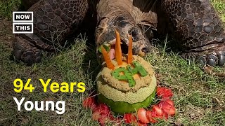 Galapagos Tortoise Celebrates 94th Birthday #Shorts