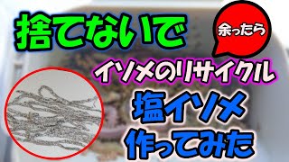 【塩イソメ作り方】余った青イソメで塩イソメを作ってみた