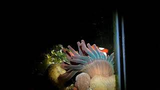 Four Year Old Ocellaris Clownfish at Night