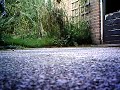 house sparrow approaching the camera